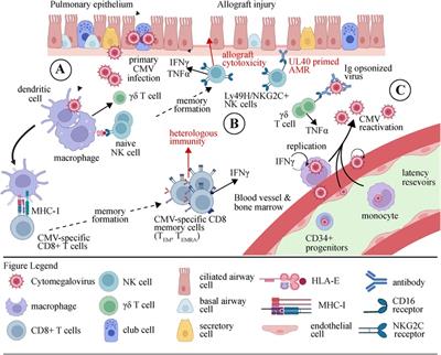 Innate and adaptive effector immune drivers of cytomegalovirus disease in lung transplantation: a double-edged sword